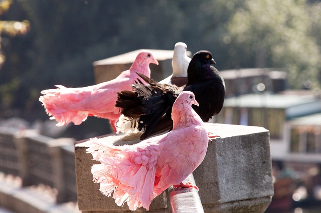 佳的原因可 佳的原因可